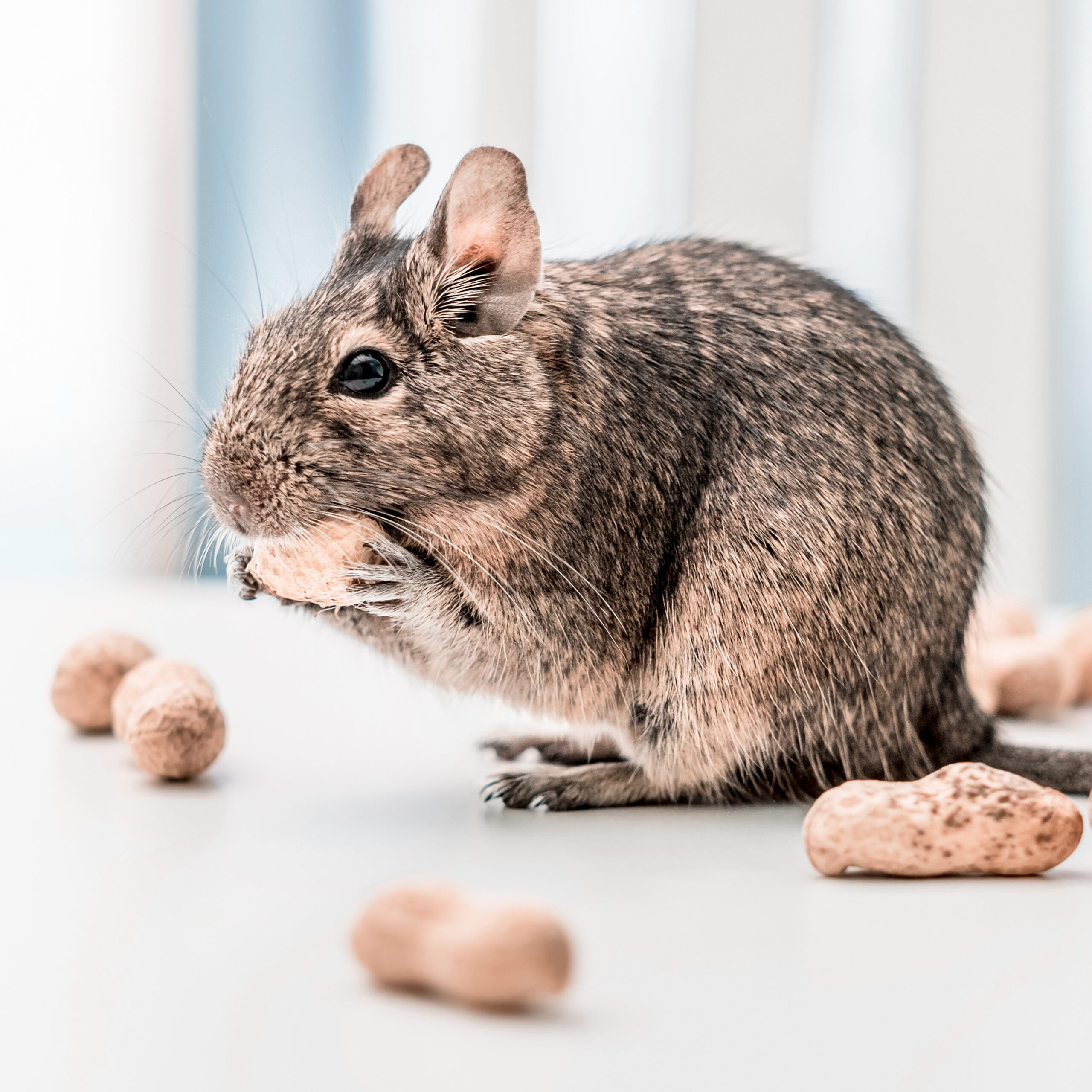 Degu Squirrel Gnaws Peanut, Close Up